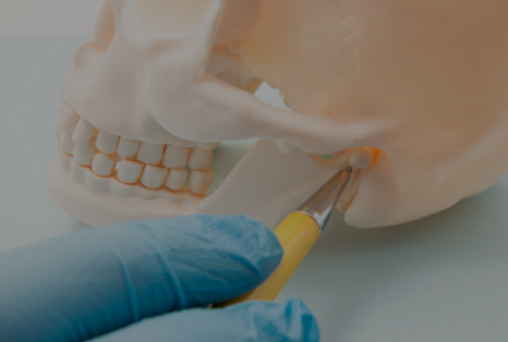 Zahnarzt der Zahnarztpraxis Waldstrasse in Erlangen zeigt etwas am Modell eines Kiefers